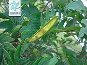 朱缨花（荚果）.jpg