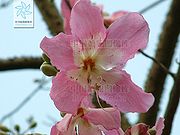 美丽异木棉（花）.jpg