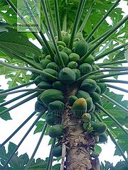 番木瓜（果）.jpg
