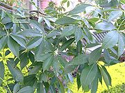 美丽异木棉（叶）.jpg