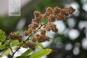荔枝（花）.jpg