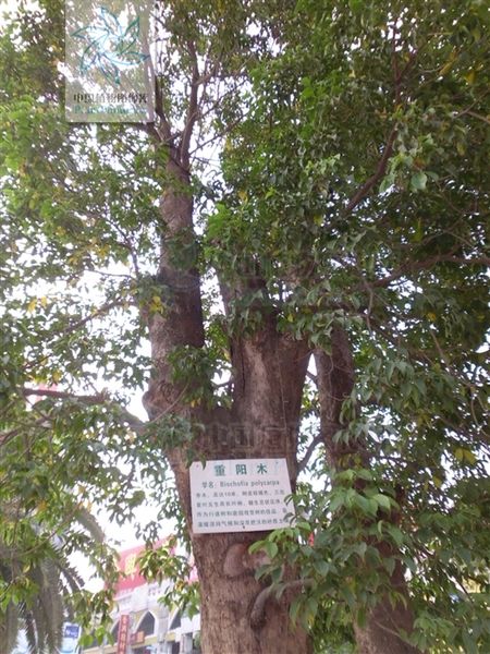 文件:重阳木.jpg