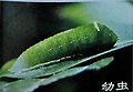 2012年2月19日 (日) 03:19的版本的缩略图