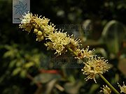龙眼（花）.jpg