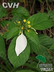 玉叶金花（花）.jpg