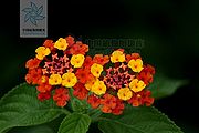 马缨丹（花）.jpg