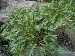 羽裂喜林芋.jpg