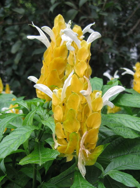 文件:金苞花（花）.jpg