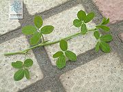 蔓花生（叶）.jpg