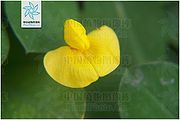 蔓花生（花）.jpg