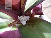 紫万年青（花）.jpg