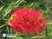 柳叶红千层（花）.jpg